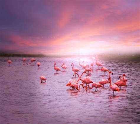 Are you looking for flamingo wallpaper? - Wallpaper