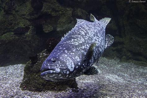 Giant Grouper (Epinephelus lanceolatus) - ZooChat