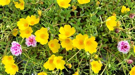 How to Plant, Grow and Care For Portulaca