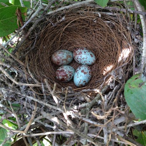 Mockingbird eggs | Project Noah