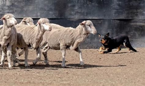 Herding Dog Training Melbourne :: Wandin Silvan Field Days