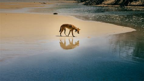 Fraser Island Australia Dingo - Free photo on Pixabay - Pixabay