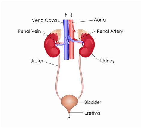 Excretory System - The Definitive Guide | Biology Dictionary