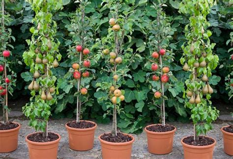 How to Grow Columnar Apple Trees in Your Urban Garden - Garden and Happy