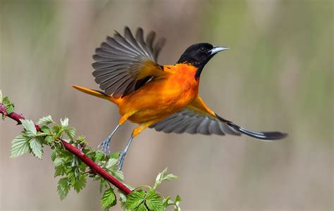 Hundreds of North American Birds Face Extinction Due to Climate Change, New Study Shows ...