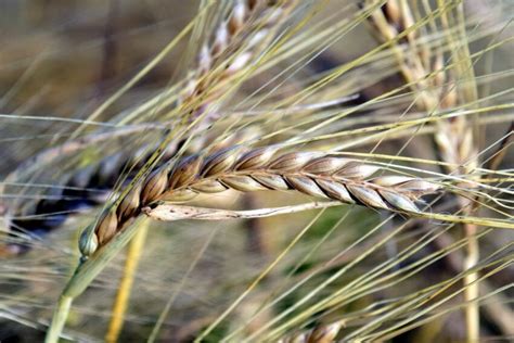 Free picture: rye, straw, agriculture, seed, cereal, nature, field