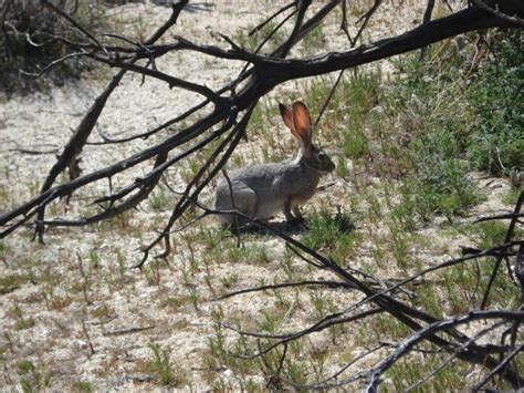 10 Important Facts That You Should Know About: The Desert Hare