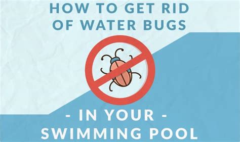 How To Get Rid Of Water Bugs In Your Swimming Pool