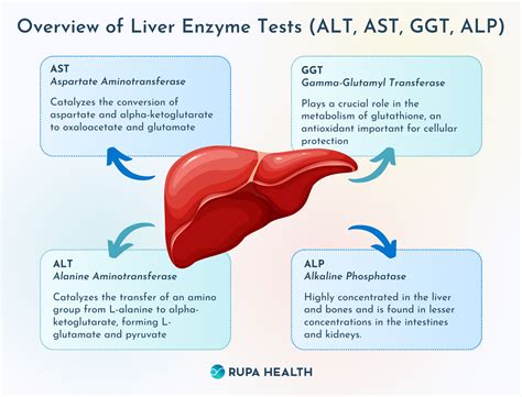 Interpreting Liver Enzyme Tests: ALT, AST, and ALP in Liver Health ...