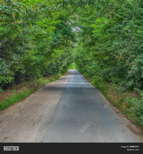 Road Through Forest Image & Photo (Free Trial) | Bigstock