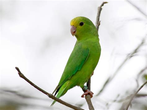 Green-rumped Parrotlet - eBird