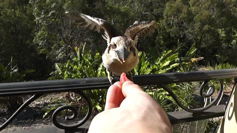 Hand Feeding Wild Meat Eating Birds! - YouTube