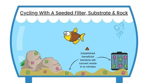 How To Cycle A Fish Tank - 4 Best & Easy Methods