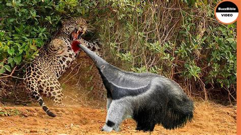 Giant Anteater Face Off The Jaguar - YouTube