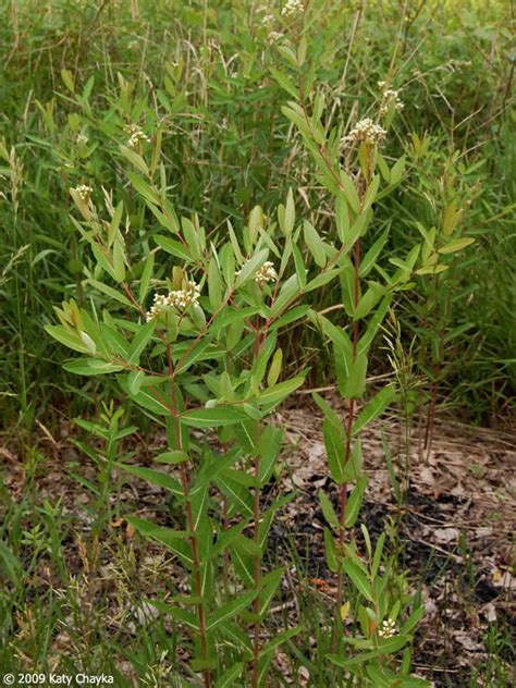 Apocynum cannabinum (Indian Hemp): Minnesota Wildflowers