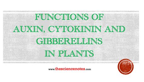 Phytohormones: Functions of Auxin, Cytokinin and Gibberellins in Plants