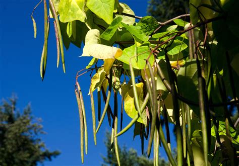 Northern Catalpa - Catalpa Speciosa | Deciduous Trees | Cold Stream Farm