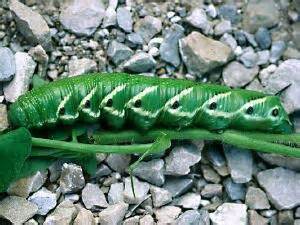 Moth Photographers Group – Manduca quinquemaculatus – 7776