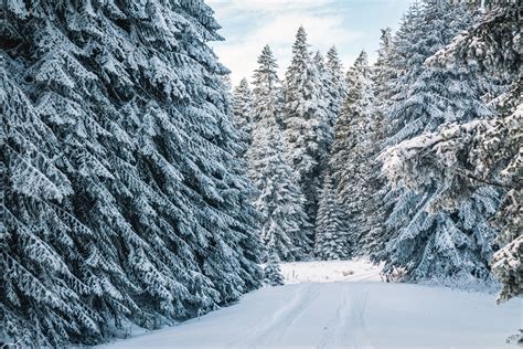 Snow Covered Pine Trees · Free Stock Photo