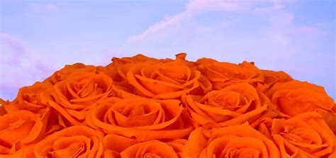 Orange Roses: History, Meaning, and Symbolism