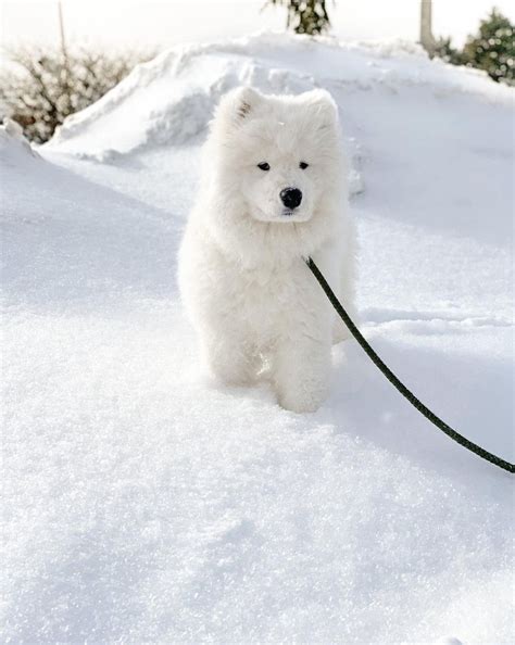 Pin by Birlinger Bernard on Al | Samoyed dogs, Samoyed puppy, Smiling dogs