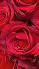 Samsung Galaxy S7 Red Roses Wallpaper | Gallery Yopriceville - High-Quality Free Images and ...