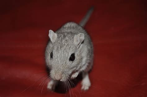 Grey gerbil | Gerbil, Animals, Grey