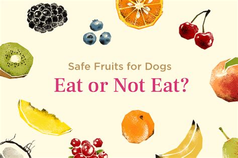 Which Fruits are Safe for Dogs to Eat: Benefits & Pitfalls