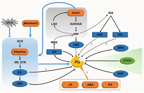 Frontiers | A Profusion of Molecular Scissors for Pectins: Classification, Expression, and ...