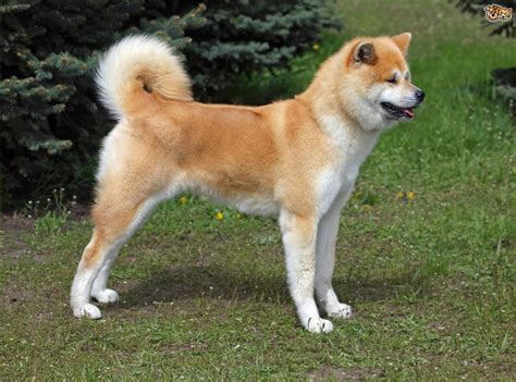 Japanese Akita Inu Dog Breed Information, Buying Advice, Photos and ...