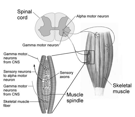 What is the Gamma Loop? Somatic Movement Center