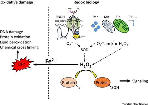 ROS Are Good: Trends in Plant Science