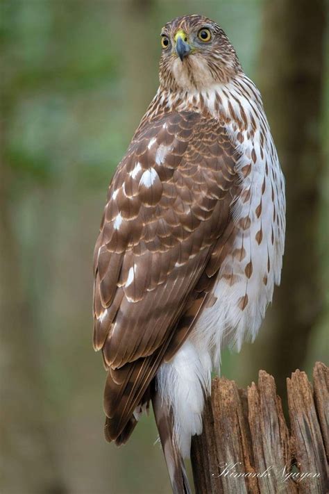 Pin on Roofvogels