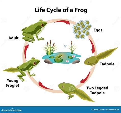 Life Cycle of a Frog stock vector. Illustration of skin - 241872099