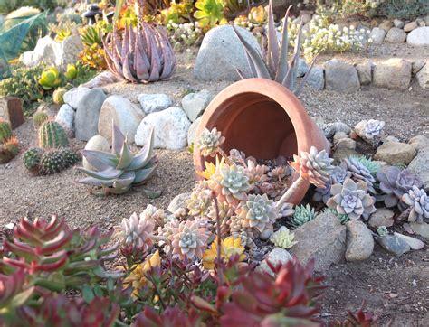 The backlight from a setting sun makes a "Spilled pot" of sedums and ...