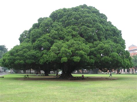 Free photo: Big tree - Amazing, Blue, Branch - Free Download - Jooinn