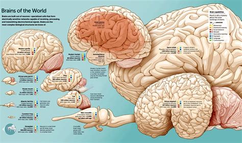 Sperm Whale Brain Compared To Human