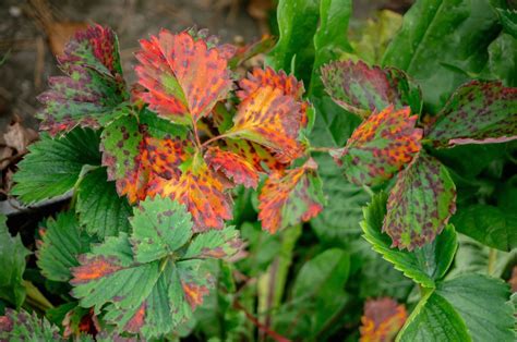 Strawberry Plant Diseases: Bacteria, Fungi, Molds & Viruses