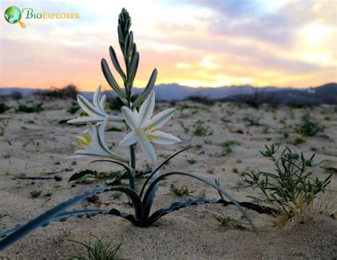 Desert Lily Flower | Hesperocallis Undulata | Desert Flower