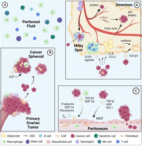 Frontiers | Intraperitoneal metastasis of ovarian cancer: new insights ...