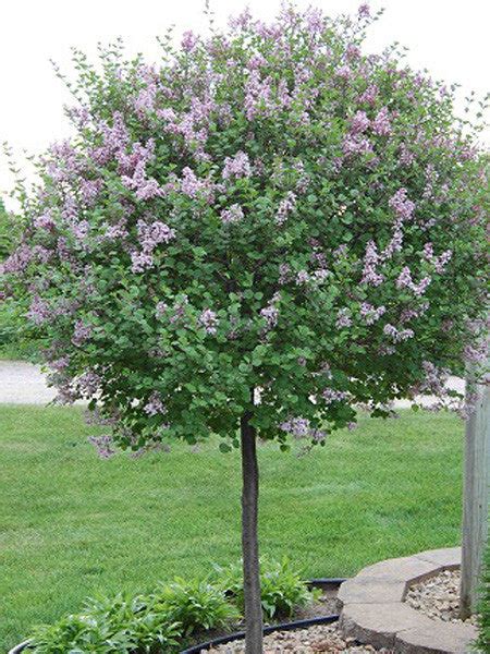 Korean lilac tree, Lilac tree, Dwarf korean lilac tree