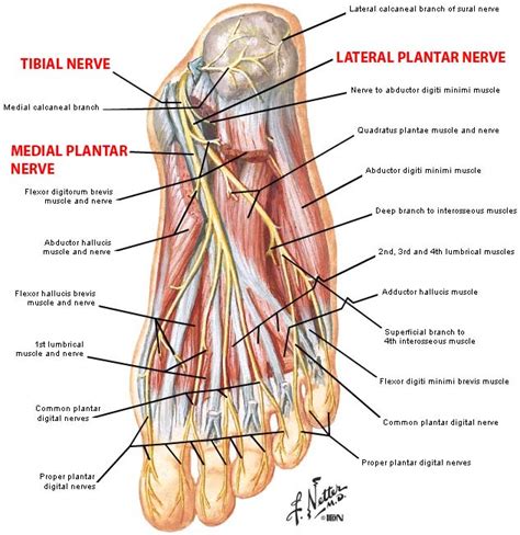 Nerves:Leg:Lateral plantar nerve | RANZCRPart1 Wiki | FANDOM powered by ...