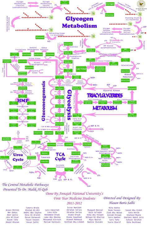 This was a poster I designed for the metabolic biochemistry course ...