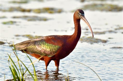 Chilka Lake Bird Sanctuary - India Bird Watching