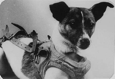 Laika: The Soviet Space Dog Sent on a One-Way Trip into Orbit, 1957 - Rare Historical Photos