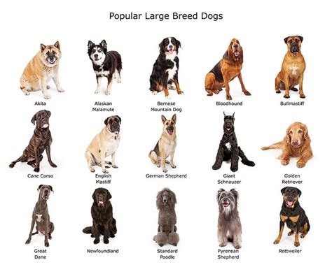 Popular Large Breed Dogs