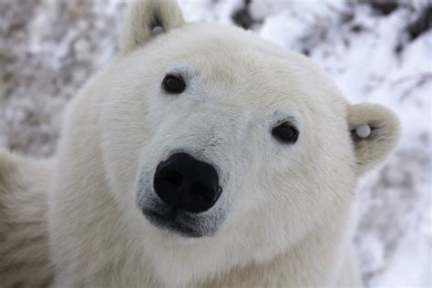 Churchill Polar Bear Day Tours From Winnipeg | Heartland Travel and ...
