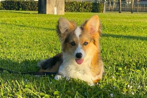 American Corgi: Breed Info, History, Breeders & Pictures