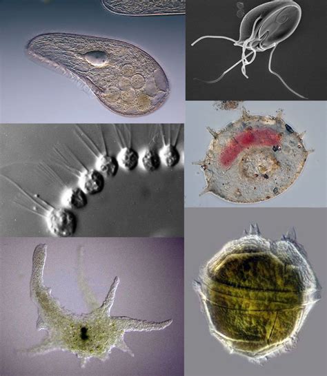 4 Main Groups of Protozoa - Owlcation