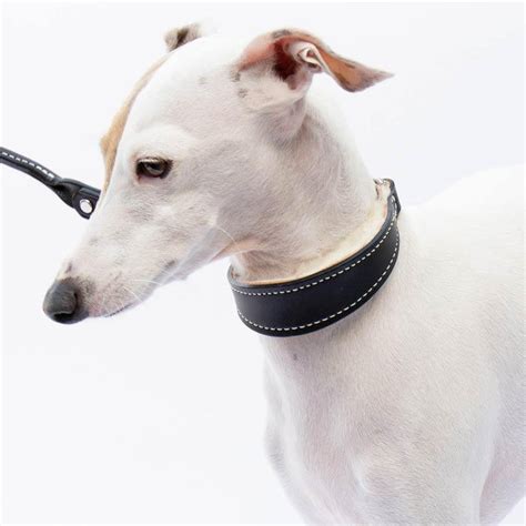 Shop Martingale Collars & Leads for Italian Greyhounds | IGGY DOGWEAR